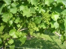 LATO